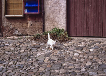 Cat lying on stone wall of building