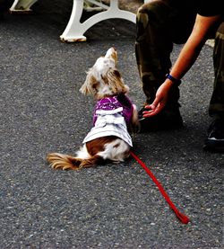 Low section of man with dog