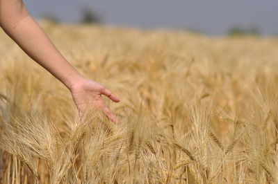 Close-up of wheat crops on field