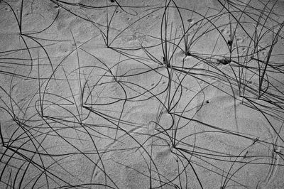 Full frame shot of bare tree