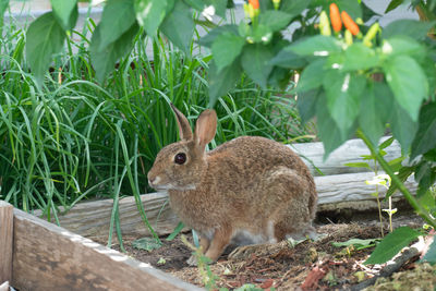 Rabbit are small mammals in the family leonidas of the order lagomorpha. 