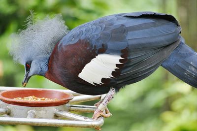 Close-up of bird perching on feeder