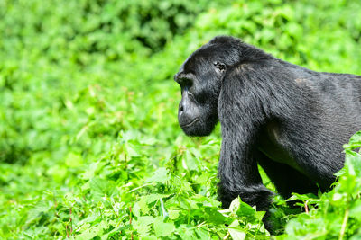 Chimpanzee amidst plants