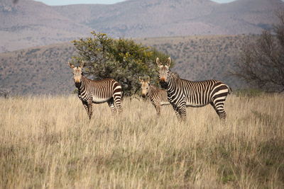 Zebra standing on grass