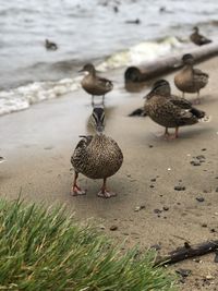 Flock of birds on beach