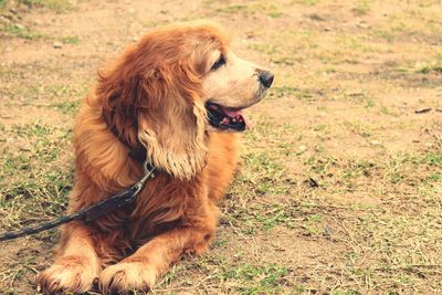 Dog looking away on field