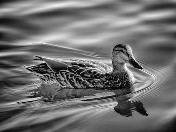 High angle view of mallard duck swimming in lake