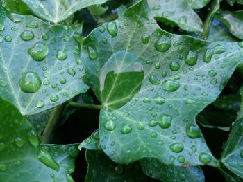 Close-up of water drops on leaf