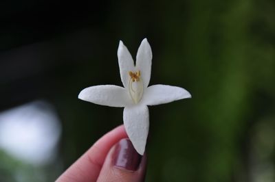 Close-up of hand holding white flower