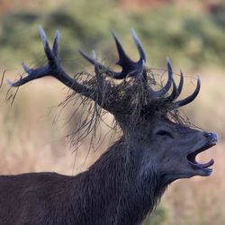 Close-up of stag with mouth open on field