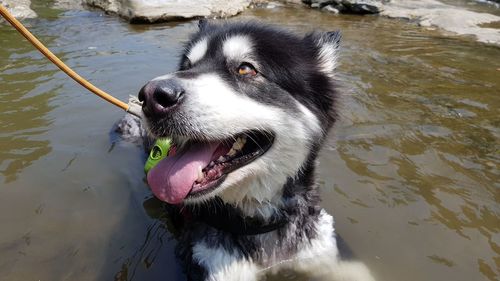 High angle view of dog in lake