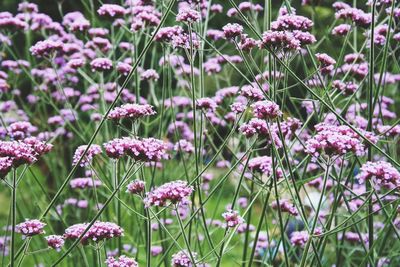 Close-up of purple flowering plants