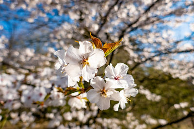 Close-up of white cherry blossom tree