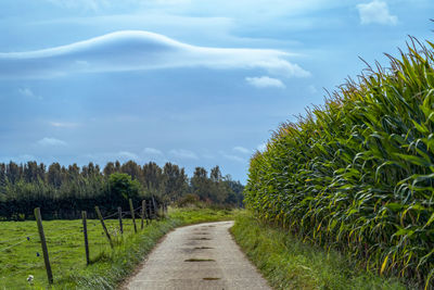 Road amidst plants on field against sky