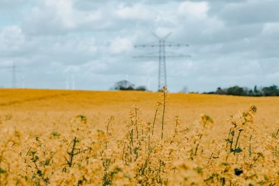 Scenic view of field against sky