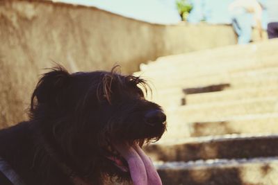 Close-up of a dog looking away