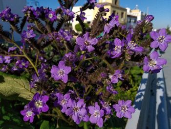 Close-up of purple flowering plants