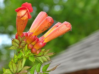 Close-up of red flowering plant