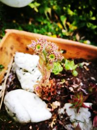 High angle view of flowering plant on field