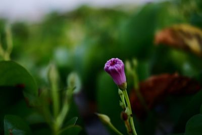 Close-up of purple flowering plant