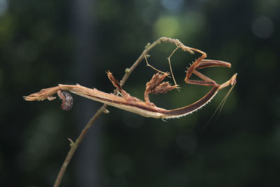 Close-up of wilted plant