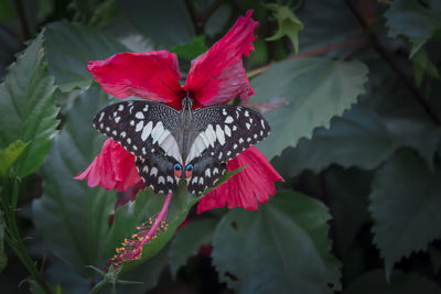 Close-up of butterfly on red flower