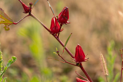 Close-up of red flowering plant