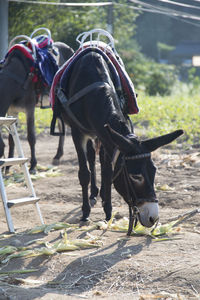 Donkey grazing on field