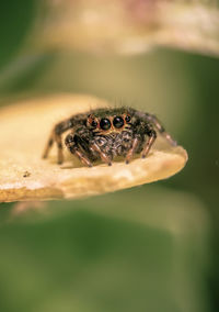 Close-up of spider