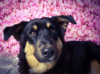 Close-up portrait of dog