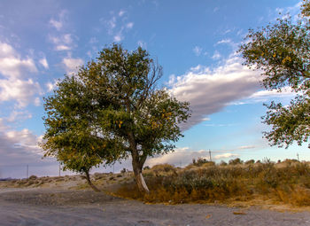 Trees on road against sky