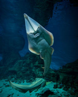 Shark swimming in sea