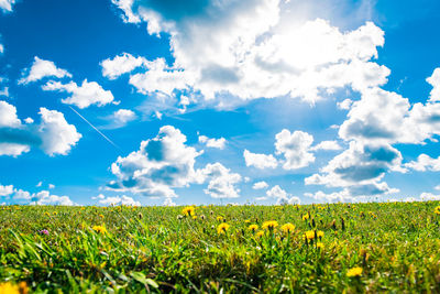 Scenic view of agricultural field against sky