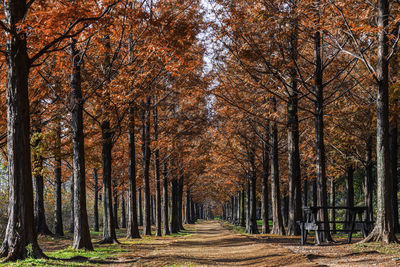 Trees in forest during autumn