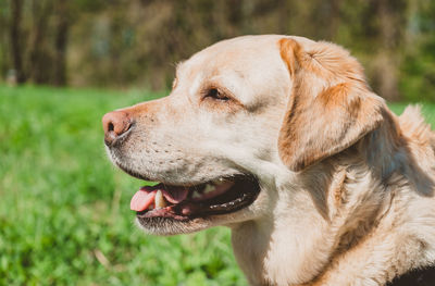 Close-up of dog looking away