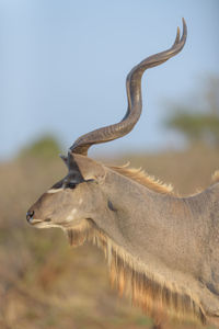 Close-up of deer