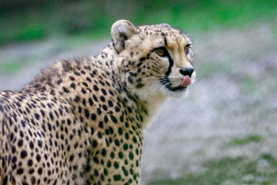 Close-up of cheetah