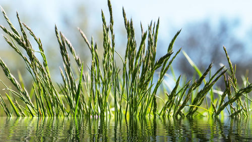 Close-up of plants growing on field against sky