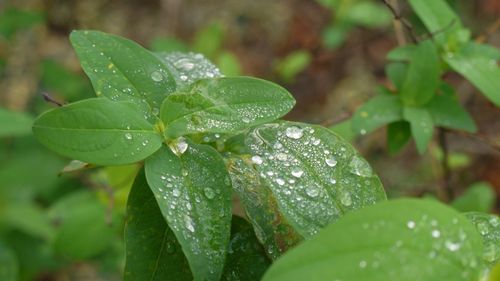 Close-up of water drops on leaves
