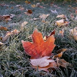 High angle view of maple leaf on water during autumn