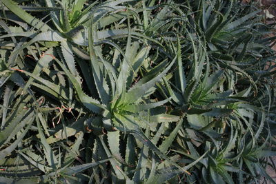 Full frame shot of green leaves