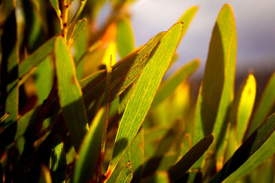 Close-up of crop growing on field