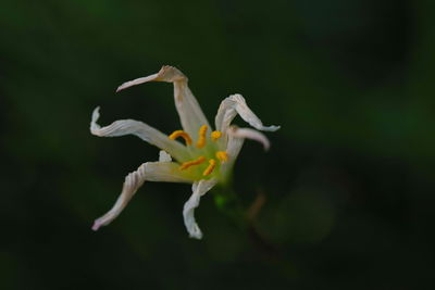 Close-up of flowers blooming outdoors