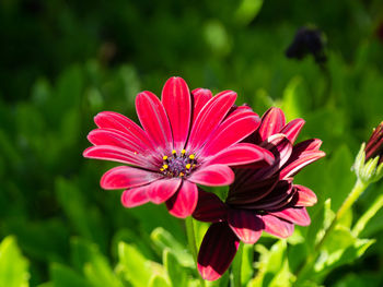 Close-up of pink flower