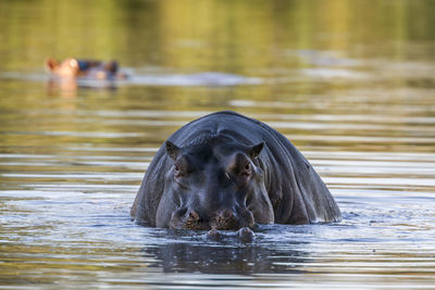 View of turtle swimming in lake