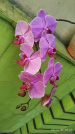 Close-up of pink flowering plant