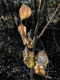 Close-up of dried leaves on land