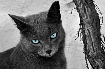 Close-up portrait of cat