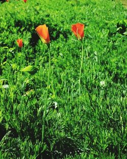 Plant growing on field