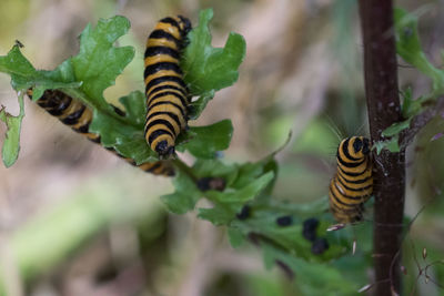 Close-up of caterpillar on plant